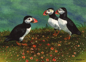 Cliff Top Puffins